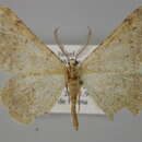 Image of Scodionista amoritaria Püngeler 1902