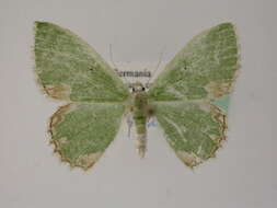 Image of <i>Comibaena bajularia</i>