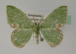 Image of <i>Comibaena bajularia</i>