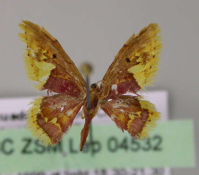 Image of Idaea fimbriata Warren 1900