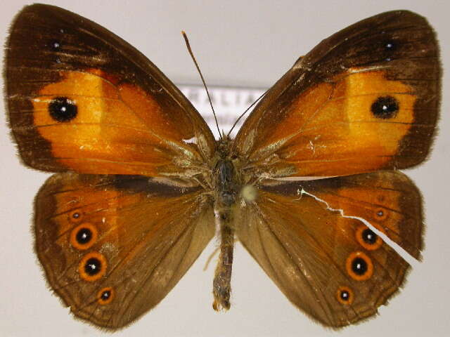 Image of Orange Bush-brown