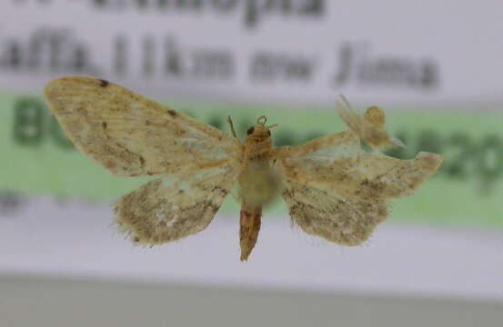 Image of Idaea subscutulata