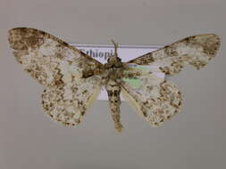 Image of Cleora oculata Fletcher 1967