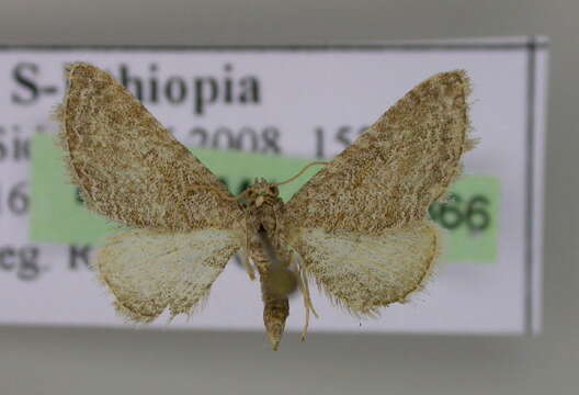 Image of Eupithecia undiculata Prout 1932