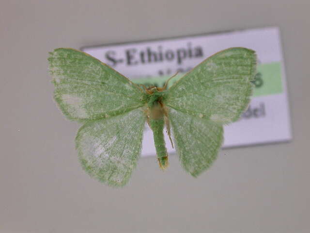 Image of <i>Prasinocyma immaculata thiaucourti</i>