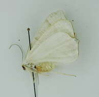 Image of Ourapteryx caecata Bastelberger 1911