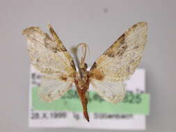 Image of Eupithecia triangulifera Warren 1904