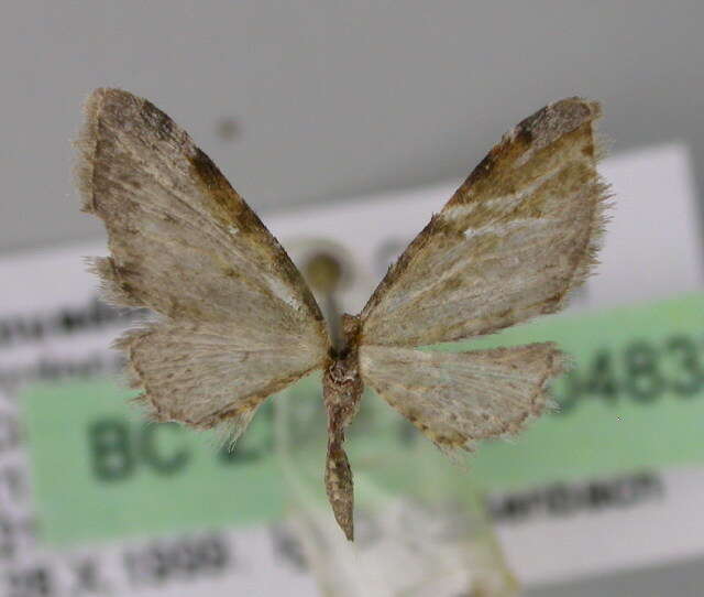 Image of Eupithecia costivallata Warren 1904