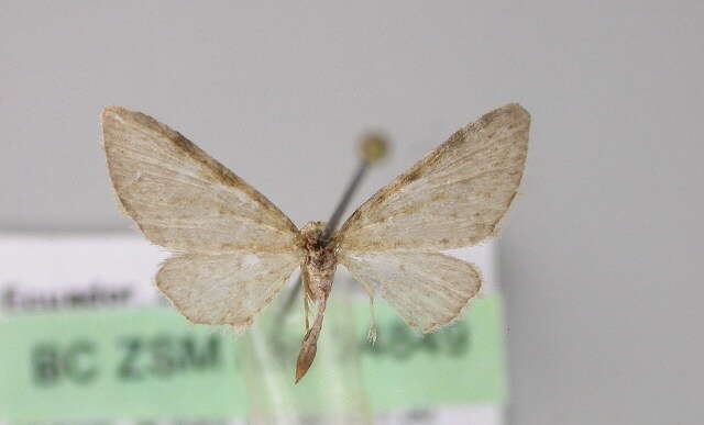 Image of Eupithecia costivallata Warren 1904