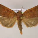 Image of Orthodes crenulata Butler 1890