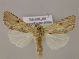 Image of Southern Armyworm Moth