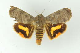 Image of teak moths
