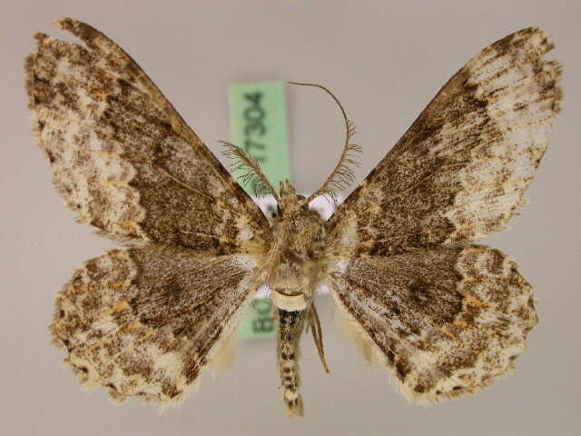 Image of Cleora pavlitzkiae lamella Fletcher 1967