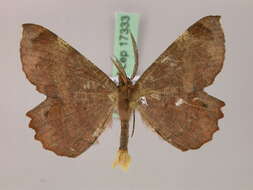 Image of Erastria albosignata Walker 1862