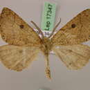 Image of Odontopera paliscia Prout 1922