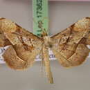 صورة Psilocladia obliquata Warren 1898