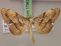 صورة Psilocladia obliquata Warren 1898