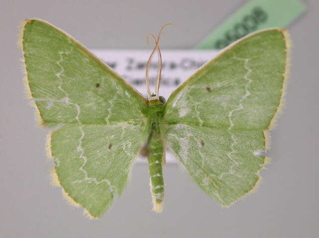 Image of Lissochlora cecilia Prout 1912