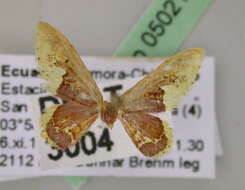 صورة Idaea fimbriata Warren 1900