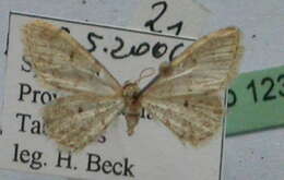 Image of Idaea urcitana Agenjo 1952