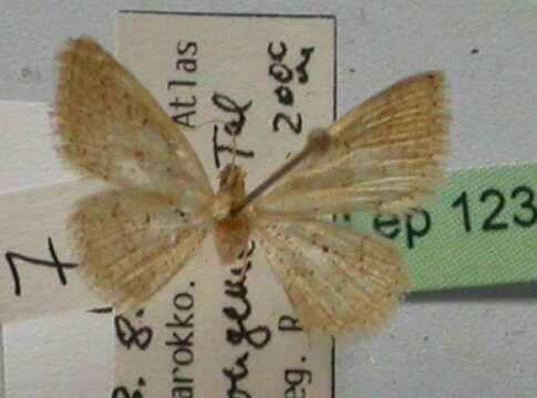 Image of Idaea obsoletaria Rambur 1833