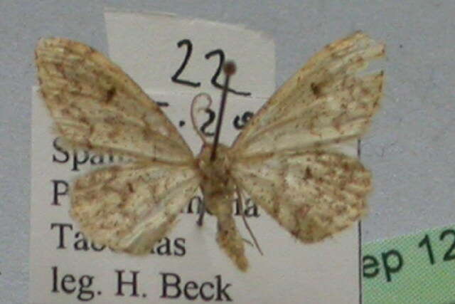 Image of Idaea urcitana Agenjo 1952