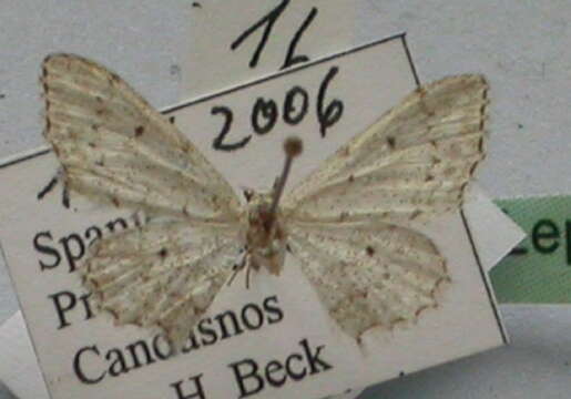 Image of <i>Idaea albarracina</i>