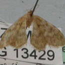 Image of Idaea unicalcarata Prout 1922