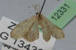 Image of Idaea cervantaria Millière 1872