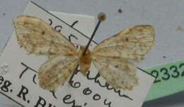 صورة Idaea inquinata Scopoli 1763