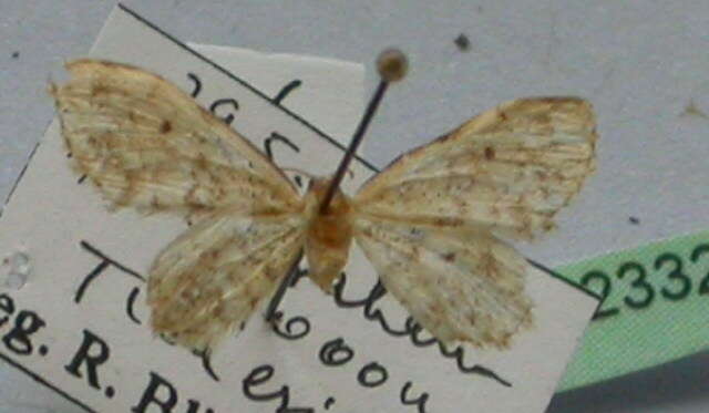 صورة Idaea inquinata Scopoli 1763