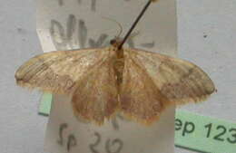 Image de Idaea ostrinaria