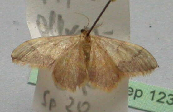 Image of Idaea ostrinaria