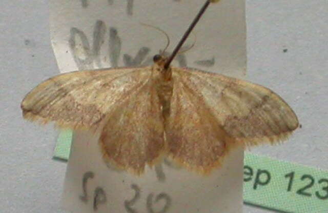 صورة Idaea ostrinaria