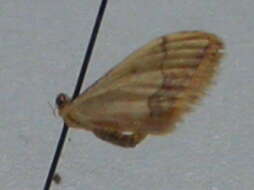 صورة Idaea ostrinaria