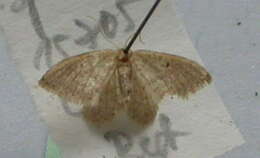 Image of Idaea obsoletaria Rambur 1833