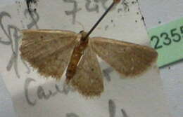 Image of Idaea obsoletaria Rambur 1833