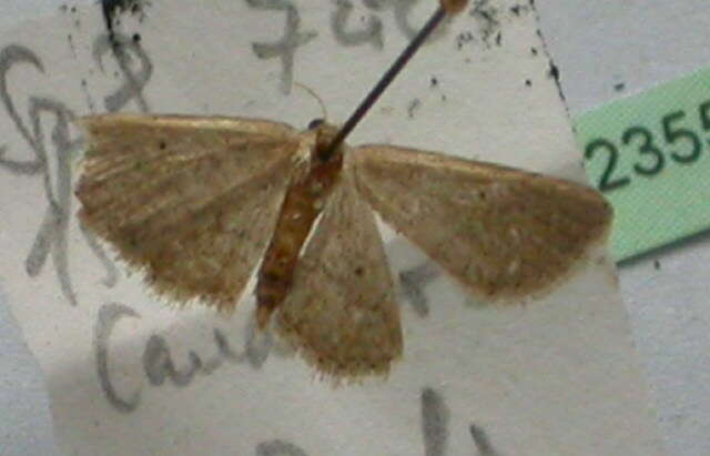 Image of Idaea obsoletaria Rambur 1833