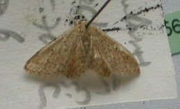 Image of Idaea obsoletaria Rambur 1833