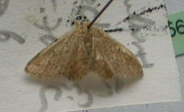 Image of Idaea obsoletaria Rambur 1833