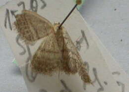 Image of <i>Idaea mediaria</i>