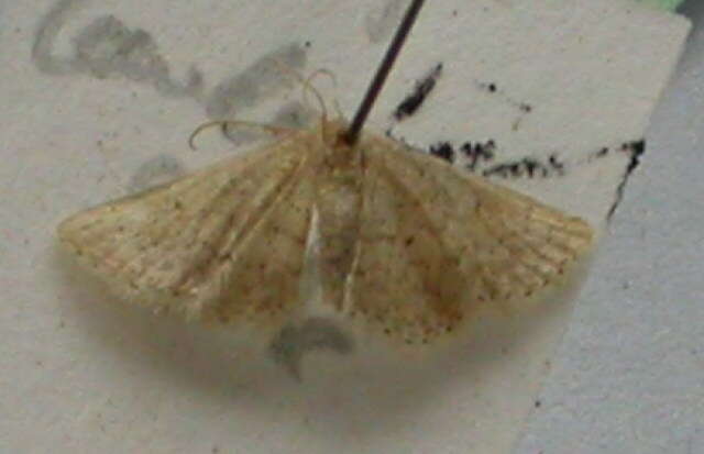 Image of Idaea obsoletaria Rambur 1833