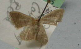 Image of Idaea obsoletaria Rambur 1833