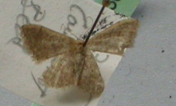 Image of Idaea obsoletaria Rambur 1833