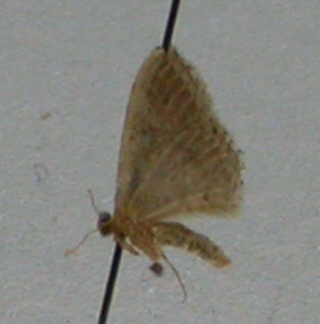 Image of Idaea obsoletaria Rambur 1833