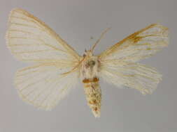 Image of Anthela neurospasta Turner 1902