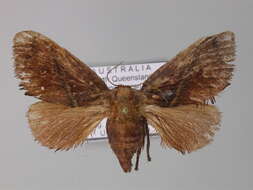 Image of <i>Eloasa callidesma</i>