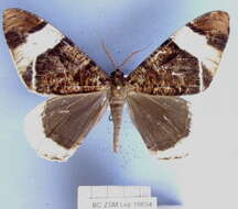 Image of Xandrames postmarginata Wileman & South 1917