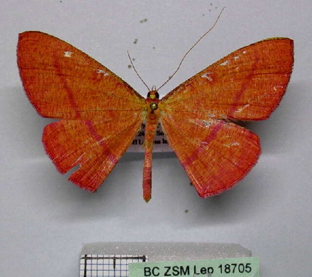 Image of Eumelea unilineata Warren 1897