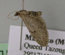 Image of Eupithecia unedonata Mabille 1867